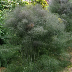 Foeniculum vulgare "Smokey Bronze" (hinojo rojo), foto 3 de 5