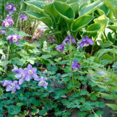 Aquilegia vulgaris (aquilegia) - 40 semillas, foto 3 de 3