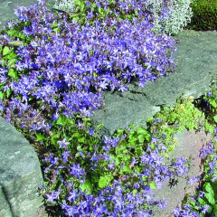 Campanula poscharskyana, foto 1 de 3