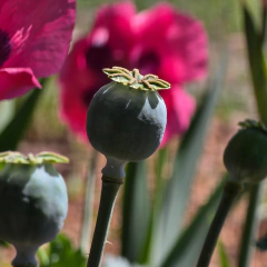 Papaver somniferum "Paeoniflorum" - Semillas, foto 3 de 3