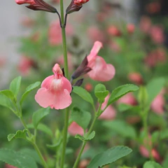 Salvia greggii - flor salmón, foto 3 de 3
