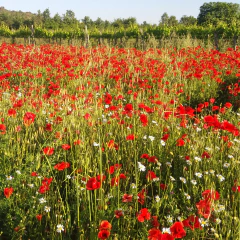 Papaver rhoeas - Semillas, foto 3 de 3