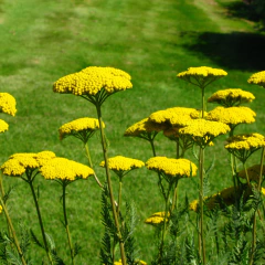 Achillea filipendulina (achilea amarilla), foto 3 de 3