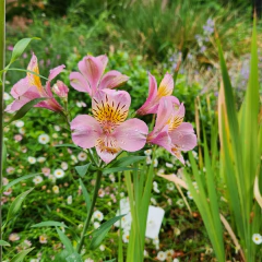 Alstroemeria aurea (amancay, alstromeria) - flor rosa con amarillo, foto 3 de 4