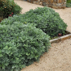 Artemisia "Powis Castle" (artemisia compacta), foto 3 de 4