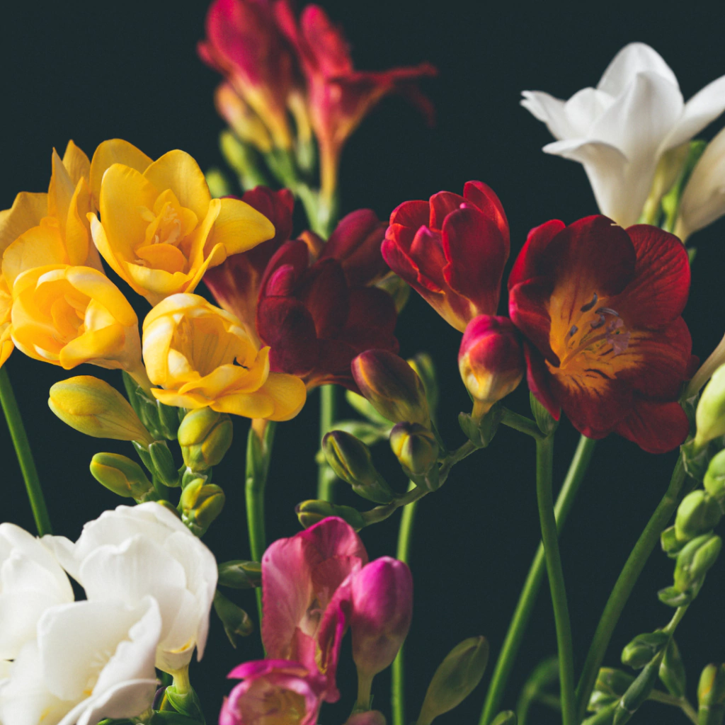 Freesia refracta (fresia, mix de colores) - x 5 BULBOS