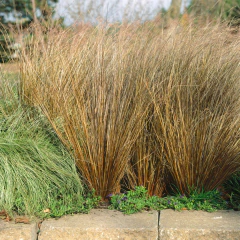 Carex buchananii "Red Rooster" (Carex buchanani), foto 3 de 6