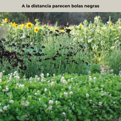 Scabiosa Chat Noir / Black Cat - 20 semillas, foto 4 de 7