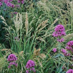 Poa iridifolia (poa de las sierras), foto 3 de 3