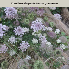 Daucus carota "Purple Kisses" - 40 semillas, foto 3 de 5