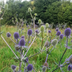 Eryngium planum - 40 semillas, foto 3 de 4