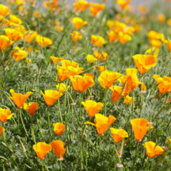 Eschscholzia californica - "Amapola de California", foto 1 de 4