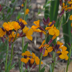 Erysimum x chairi (alelí amarillo), foto 3 de 3