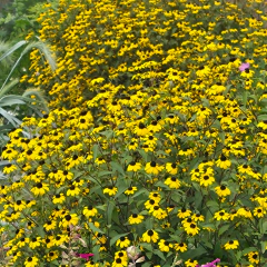 Rudbeckia triloba (susana de ojos negros) - 40 semillas, foto 1 de 3