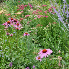 Echinacea purpurea - 20 semillas, foto 3 de 4