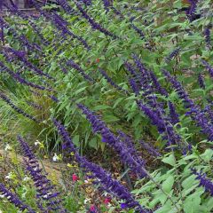 Salvia "Anthony Parker", foto 1 de 3