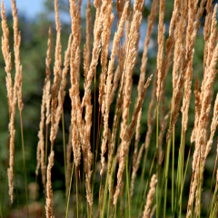 Calamagrostis x acutiflora "Karl Foerster", foto 3 de 3