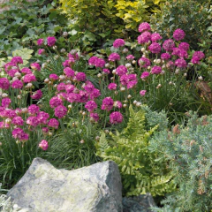 Armeria maritima "Morning Star Deep Rose"- (armeria compacta flor rosa), foto 3 de 3