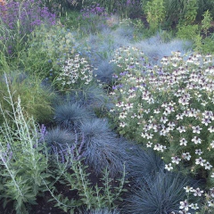 Nigella papillosa "African Bride" - 20 semillas, foto 3 de 4