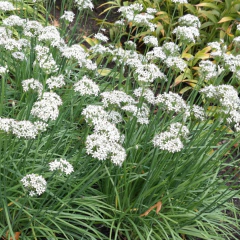 Allium tuberosum (cebollín chino), foto 3 de 3