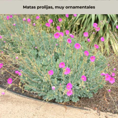 Cistanthe grandiflora (cistante, pata de guanaco), foto 3 de 7