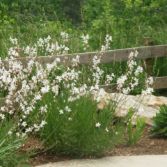 Gaura lindheimeri - forma compacta - 20 semillas, foto 3 de 5