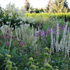 Verbascum chaixxi "Wedding Candles" - 40 semillas, foto 3 de 3