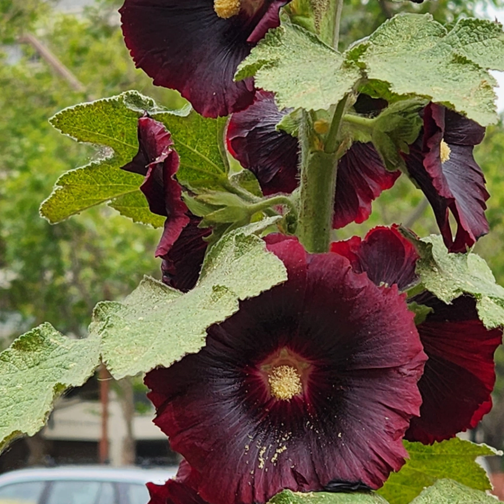 Alcea rosea (flor bordó) - 20 semillas