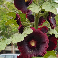 Alcea rosea (flor bordó) - 20 semillas, foto 1 de 3