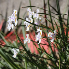 Dietes grandiflora, foto 1 de 3