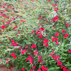 Salvia jamensis "Furman´s Red" - (salvia jamensis de flor roja), foto 1 de 3