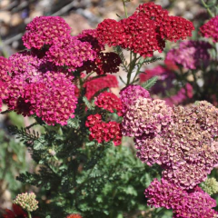 Achillea millefolium Summer Pastels - Mix colores, foto 3 de 4