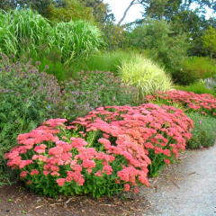 Sedum spectabile / Hylotelephium spectabile "Autumn Joy" (Sedum de otoño), foto 3 de 3