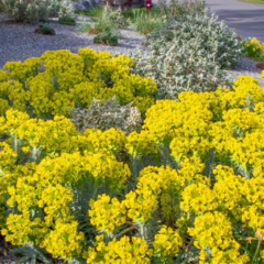 Euphorbia rigida (euforbia rígida) - 20 semillas, foto 1 de 3