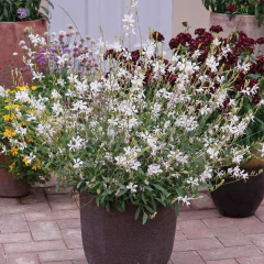 Gaura lindheimeri "Sparkle White" - (gaura blanca compacta), foto 1 de 3