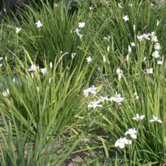 Dietes "Nola Alba" - 20 semillas, foto 3 de 4