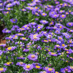 Aster novi belgii (Aster de Nueva York), foto 3 de 6