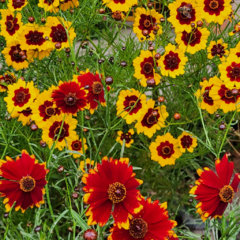 Coreopsis tinctoria (coreopsis anual) - 40 semillas, foto 3 de 5