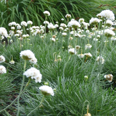 Armeria maritima "Alba"- (armeria compacta flor blanca), foto 1 de 3