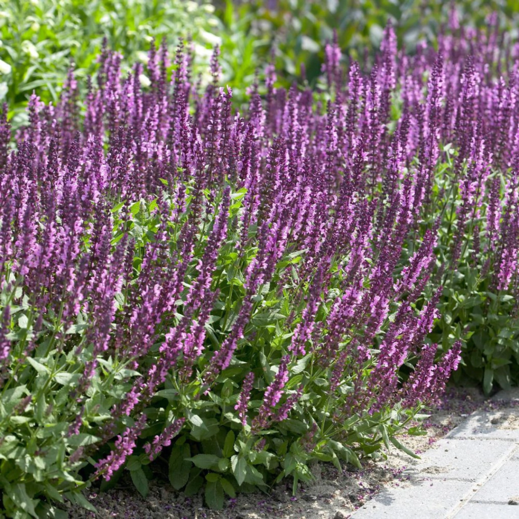Salvia nemorosa "New Dimension Rose" (salvia nemorosa)
