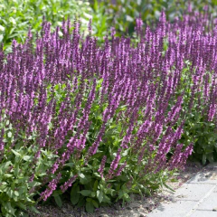 Salvia nemorosa "New Dimension Rose" (salvia nemorosa), foto 1 de 3