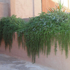 Rosmarinus prostrata (romero rastrero), foto 3 de 3