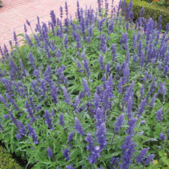Salvia farinacea "Victoria Blue" (salvia azul, salvia farinacea), foto 3 de 3