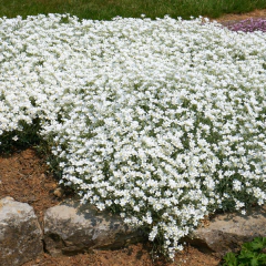 Cerastium tomentosum (cerastium), foto 3 de 3
