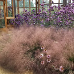 Muhlenbergia capillaris (mulenbergia rosa), foto 3 de 3