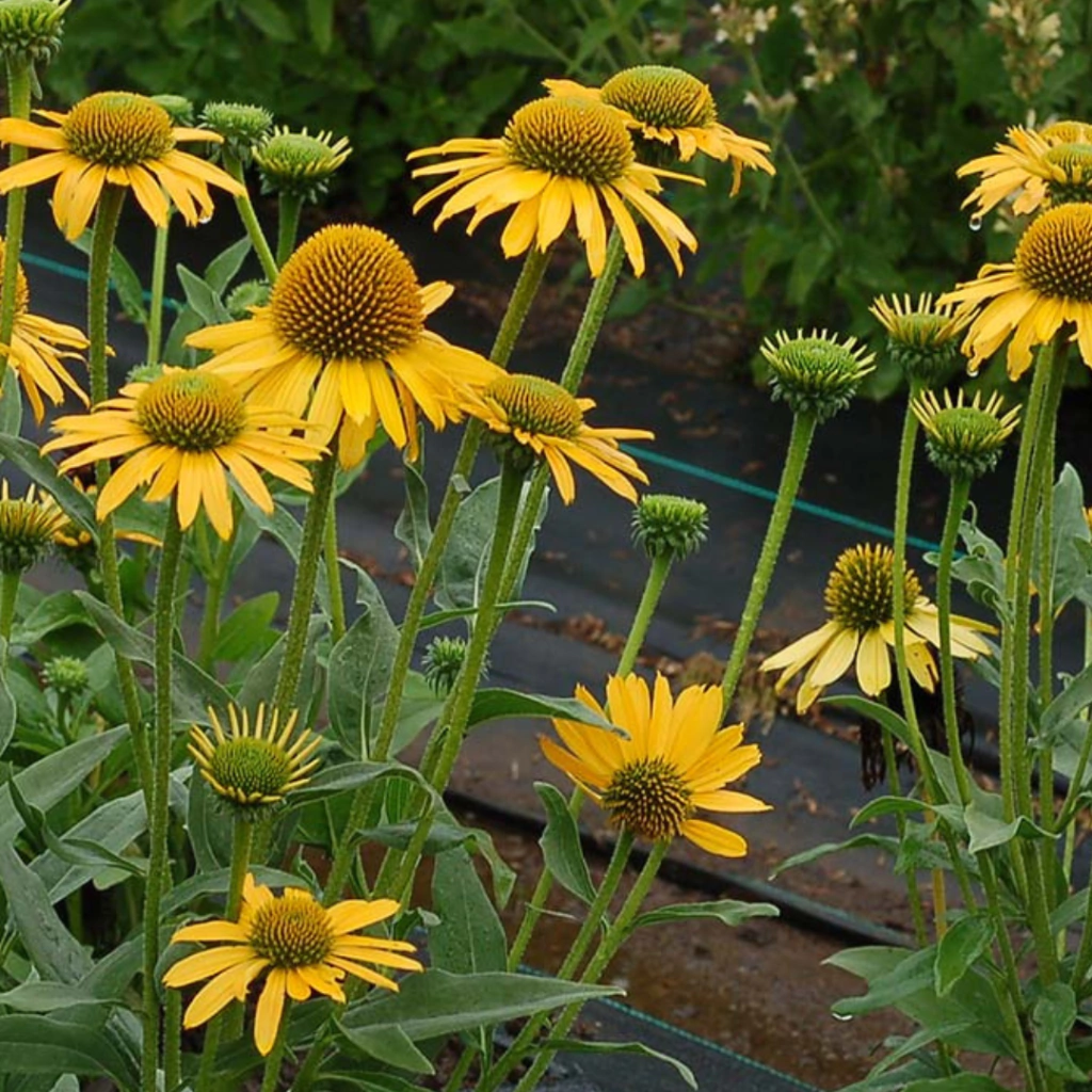 Echinacea purpurea 'PollyNation Yellow'