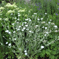 Lychnis coronaria "Alba" - flor blanca (lichnis), foto 3 de 4