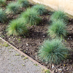 Festuca glauca (festuca gris), foto 3 de 3