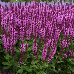 Salvia nemorosa - flor rosada - 40 semillas, foto 3 de 4