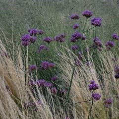 Verbena bonariensis - Semillas, foto 3 de 3